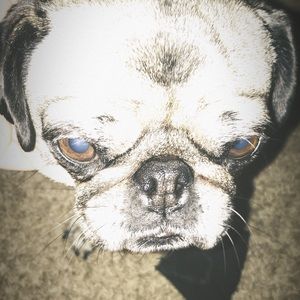 Meet your Posher, Fiona